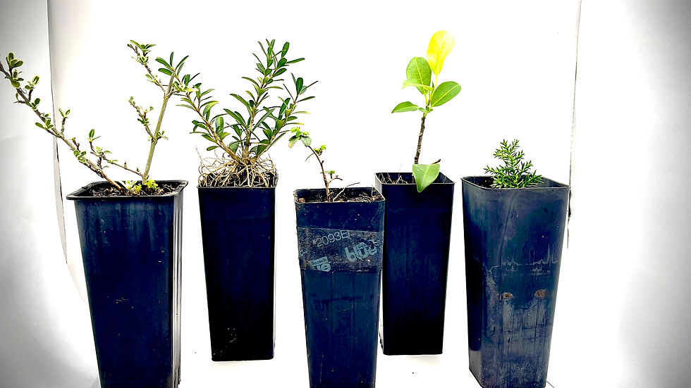 Thumbnail: DIY Bonsai Kit 6inch Variety