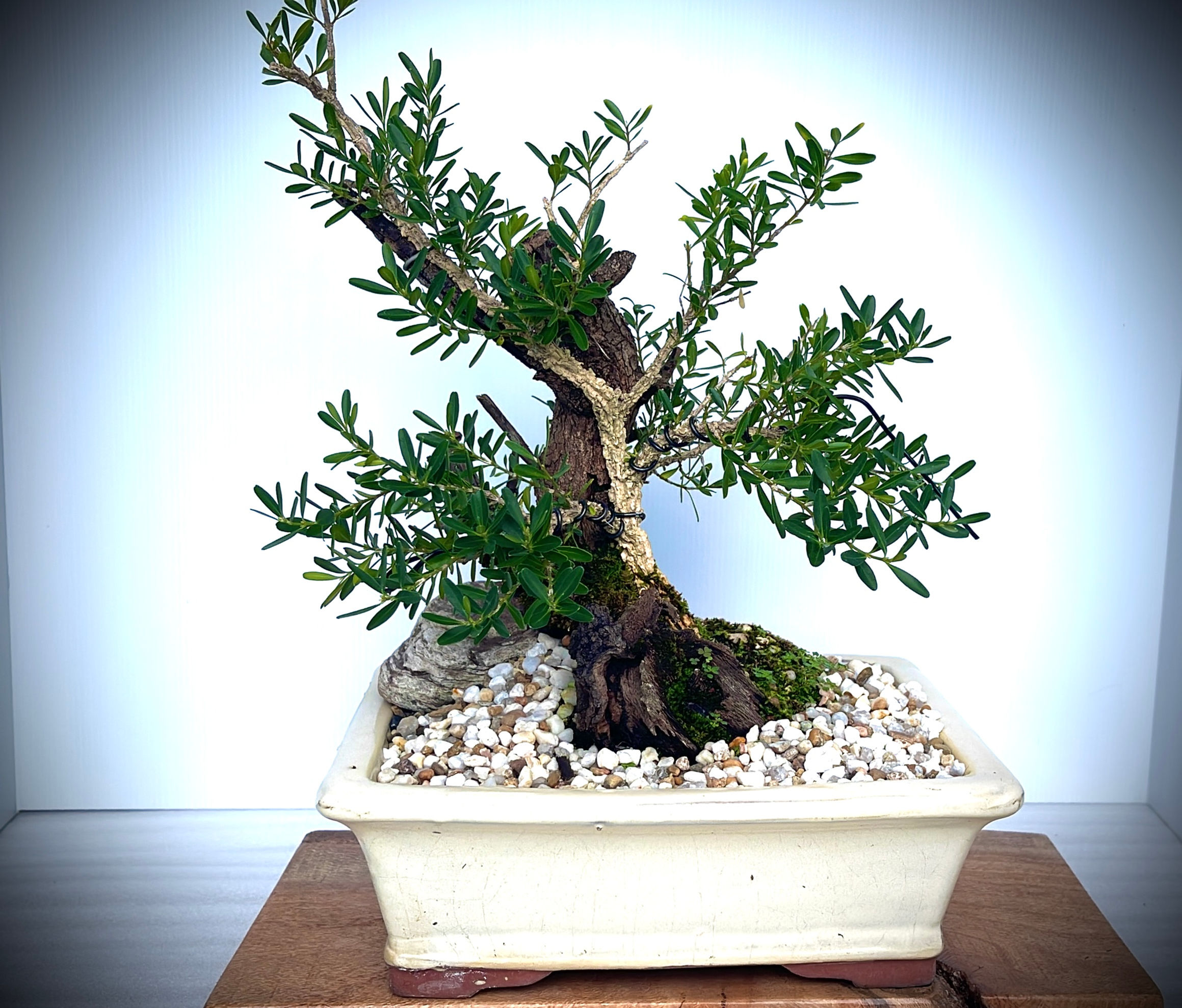 Tanuki Buxus Bonsai  Style - 6yrs Old