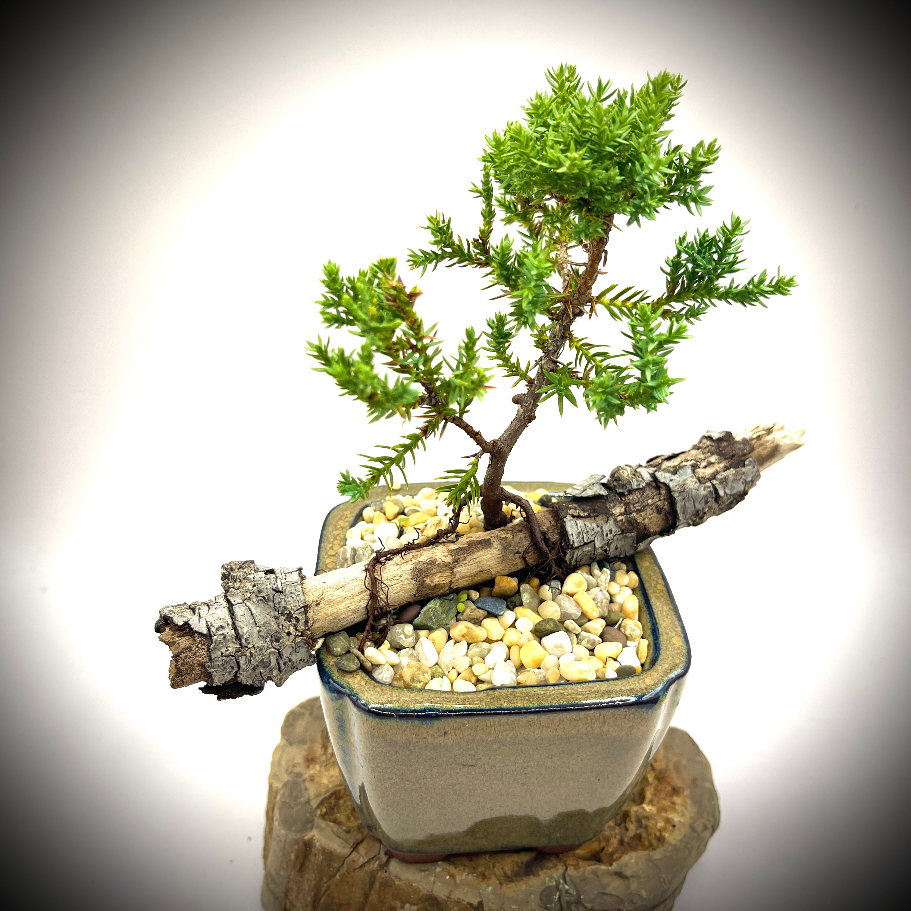 JUNIPER BONSAI 3 YRS OLD  J3yS-5