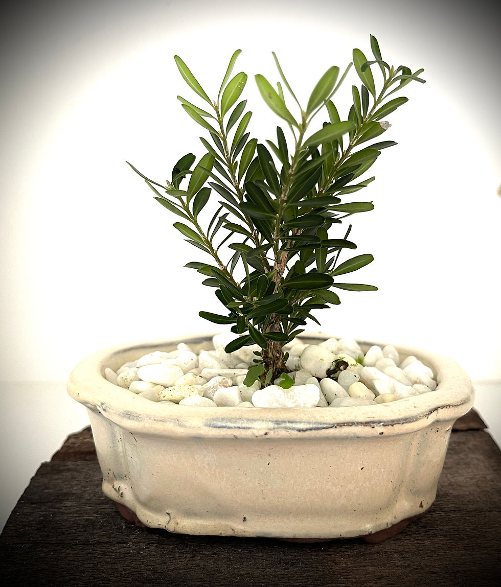 Buxus Bonsai 1YRS OLD B1Y-2