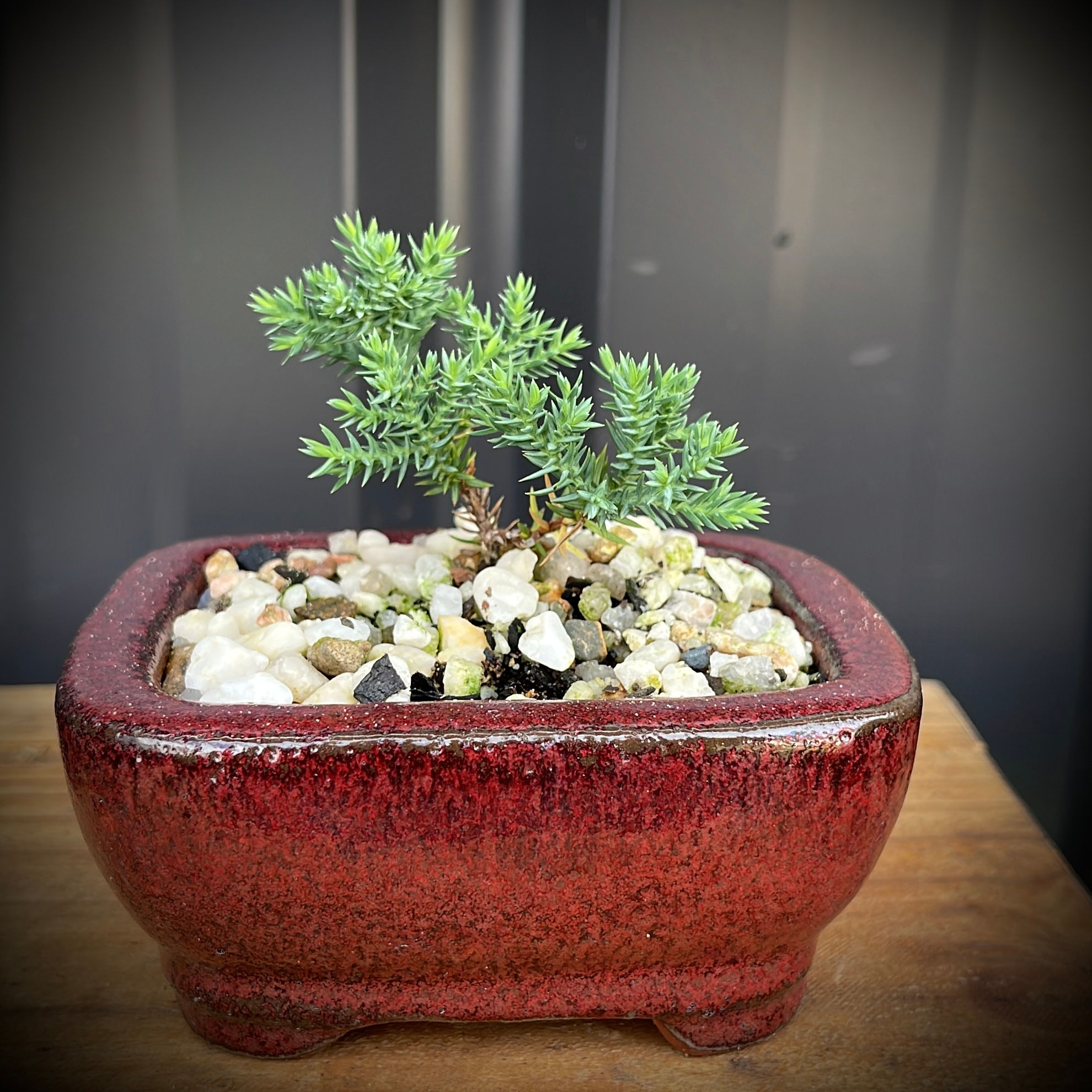 Juniper Bonsai 2yrs - 4J-15