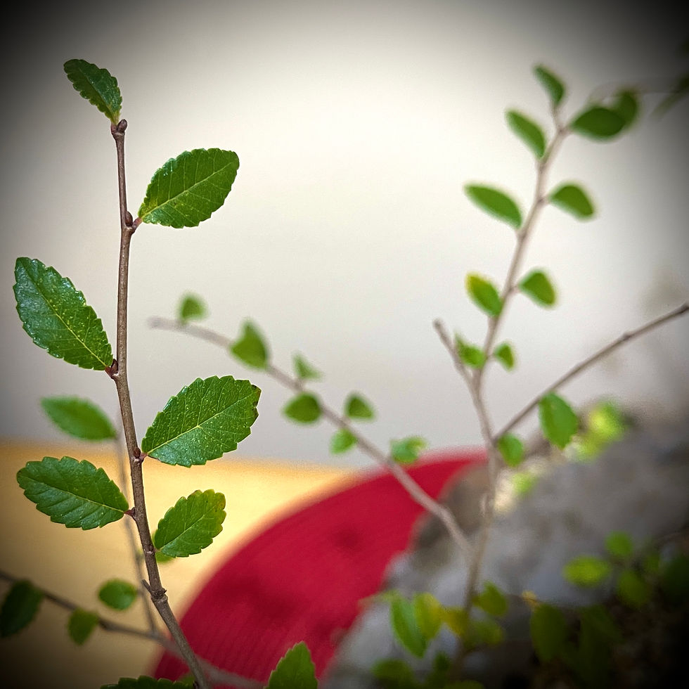 Thumbnail: Chinese Elm Bonsai 4yrs CE4Y-1