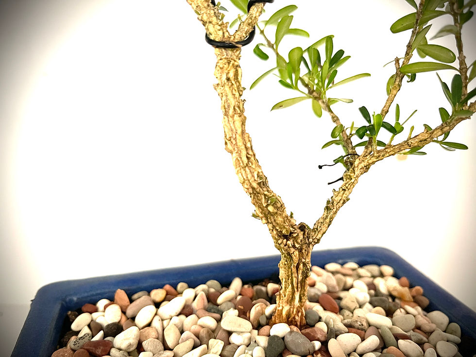 Thumbnail: BUXUS BONSAI 4YRS OLD   B4Y-3