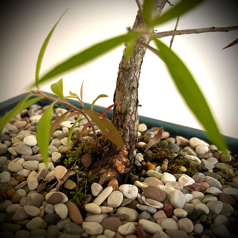 Thumbnail: Bottle Brush Bonsai White 4yrs NB4Y-1