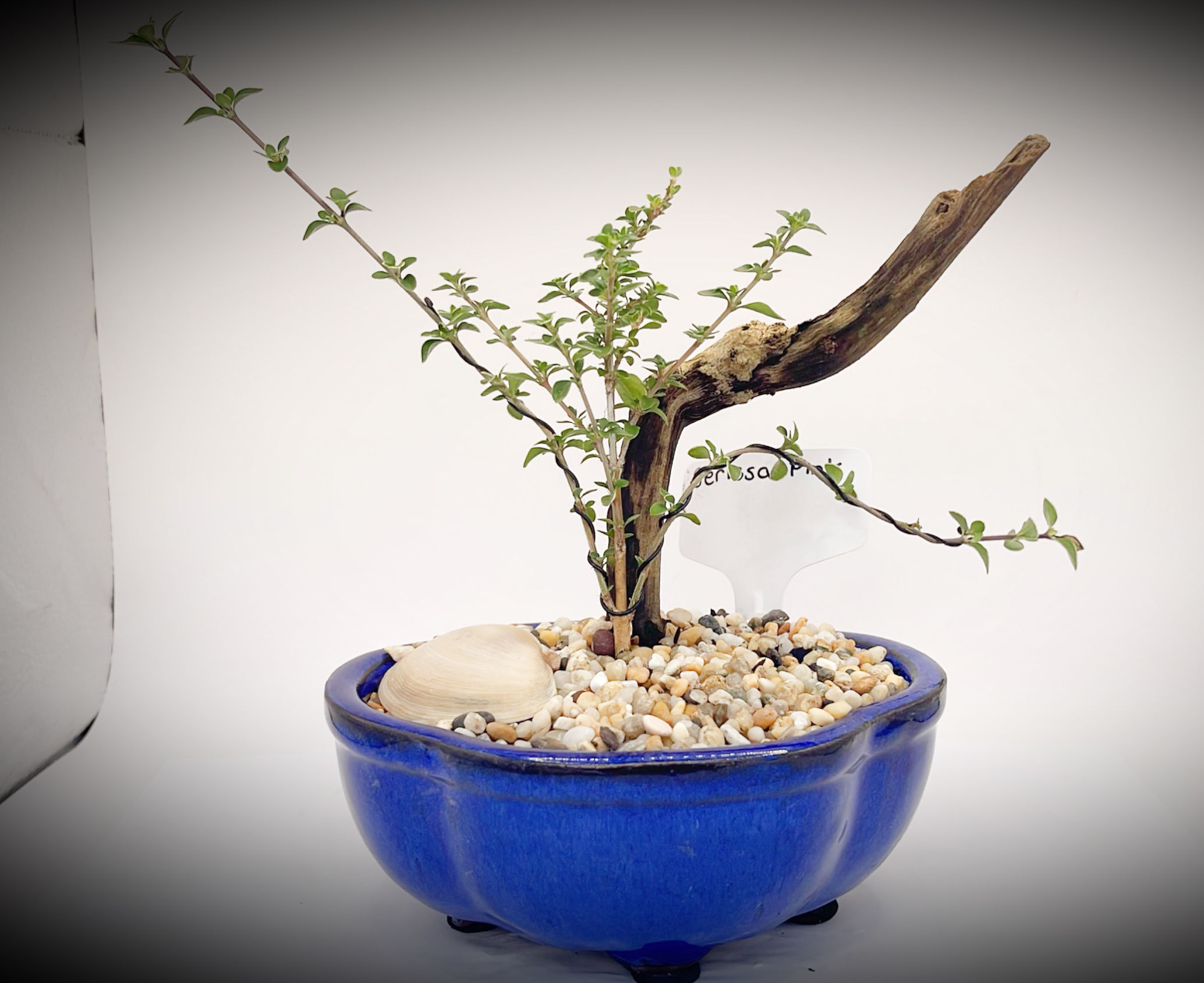 Serissa Bonsai Pink WS1Y-1