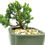 Thumbnail: Juniper Bonsai 18months   J2Y-12