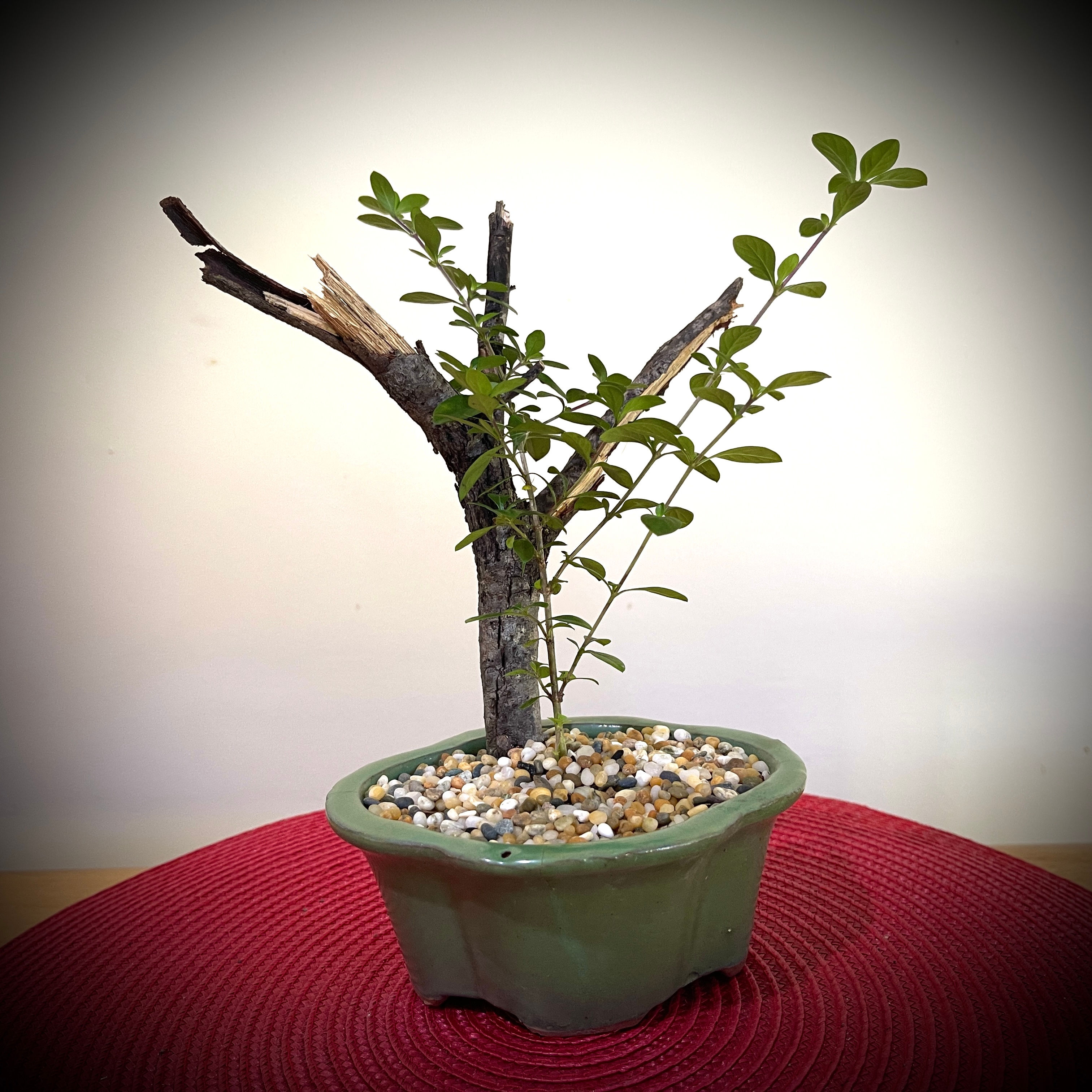 Serissa Bonsai Pink  S1Y-4