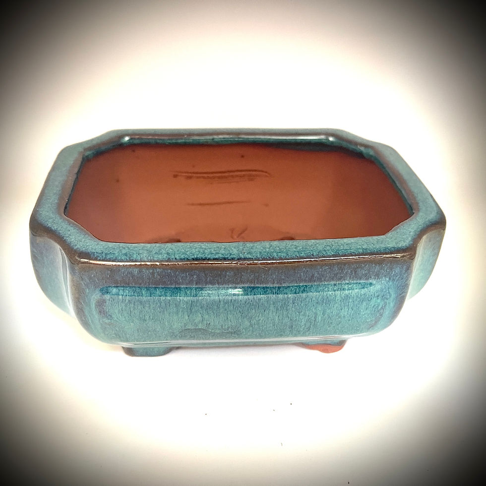 Thumbnail: Premium - DIY Bonsai Kit 6inch Variety