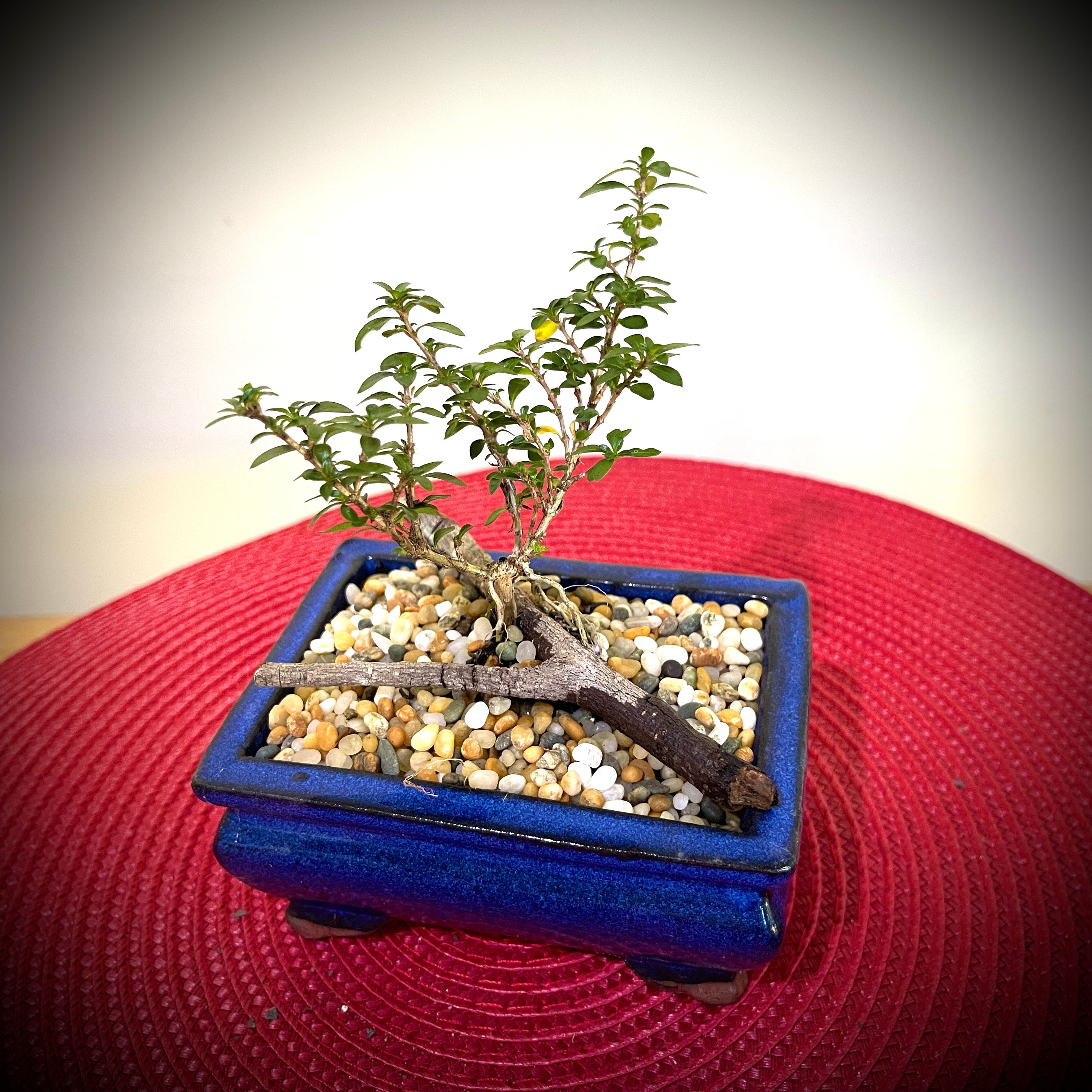 Serissa Bonsai White  S2Y-3