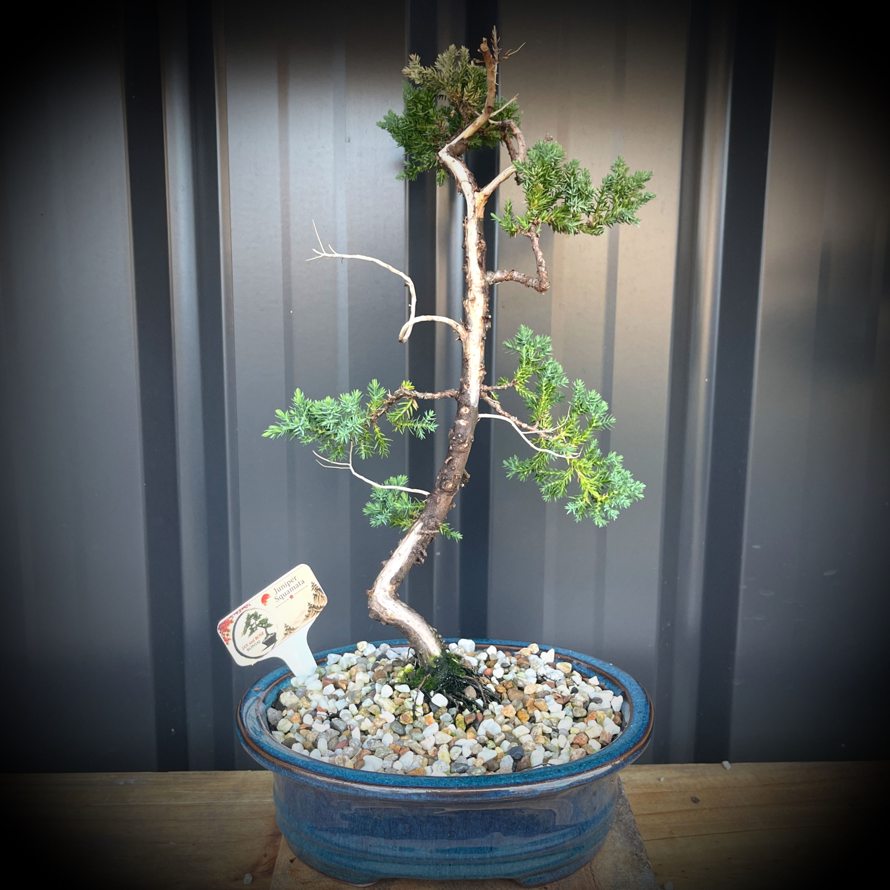 Dancing Lady Juniper Bonsai J8-12