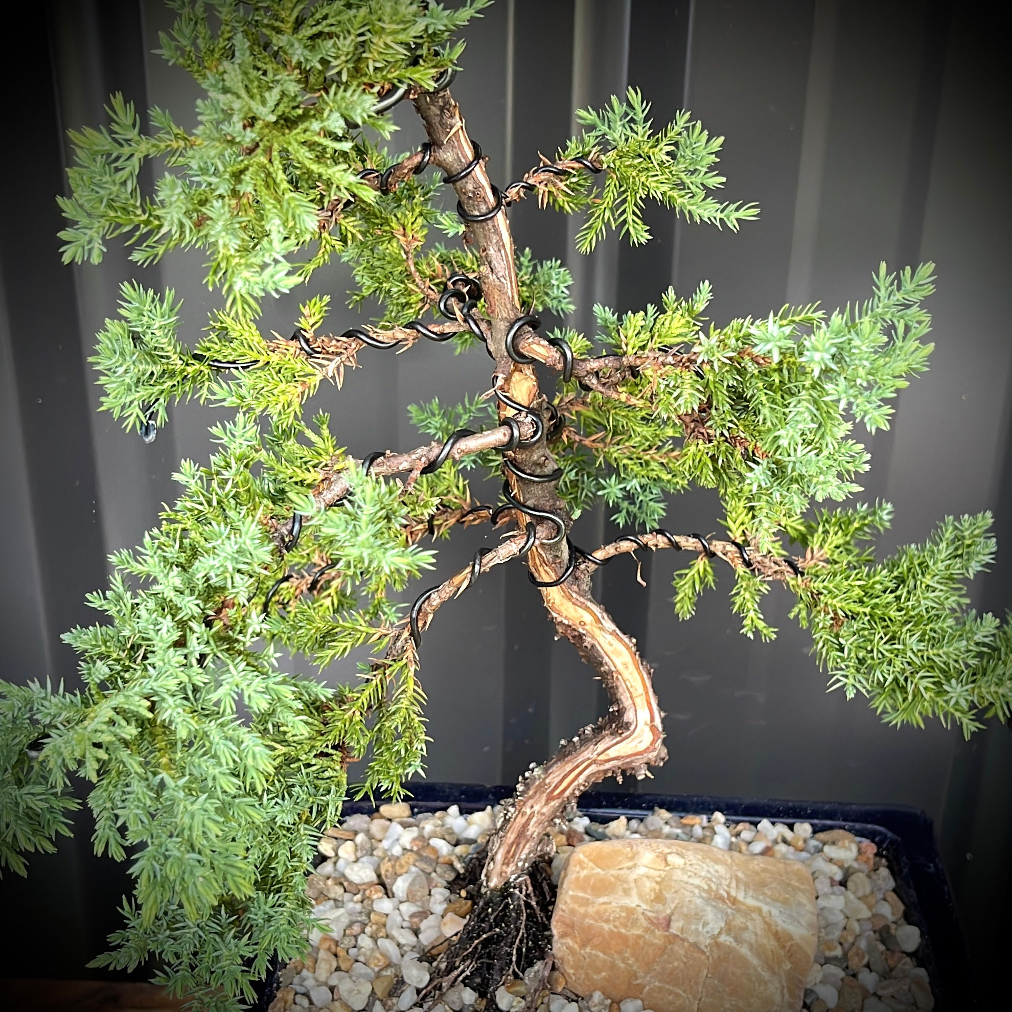 Juniper Bonsai Shari Feature J8-3