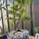 Thumbnail: Juniper Bonsai 7 Yrs Old J7Y-3