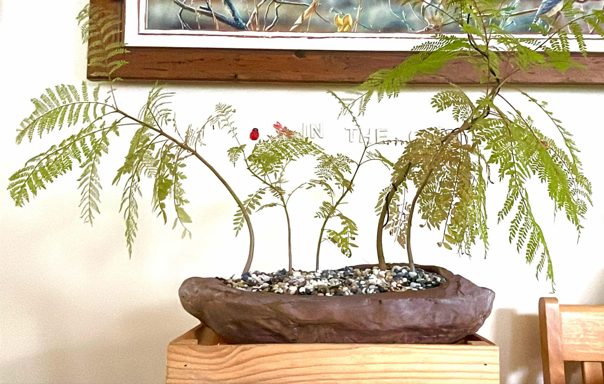 JACARANDA BONSAI Forest