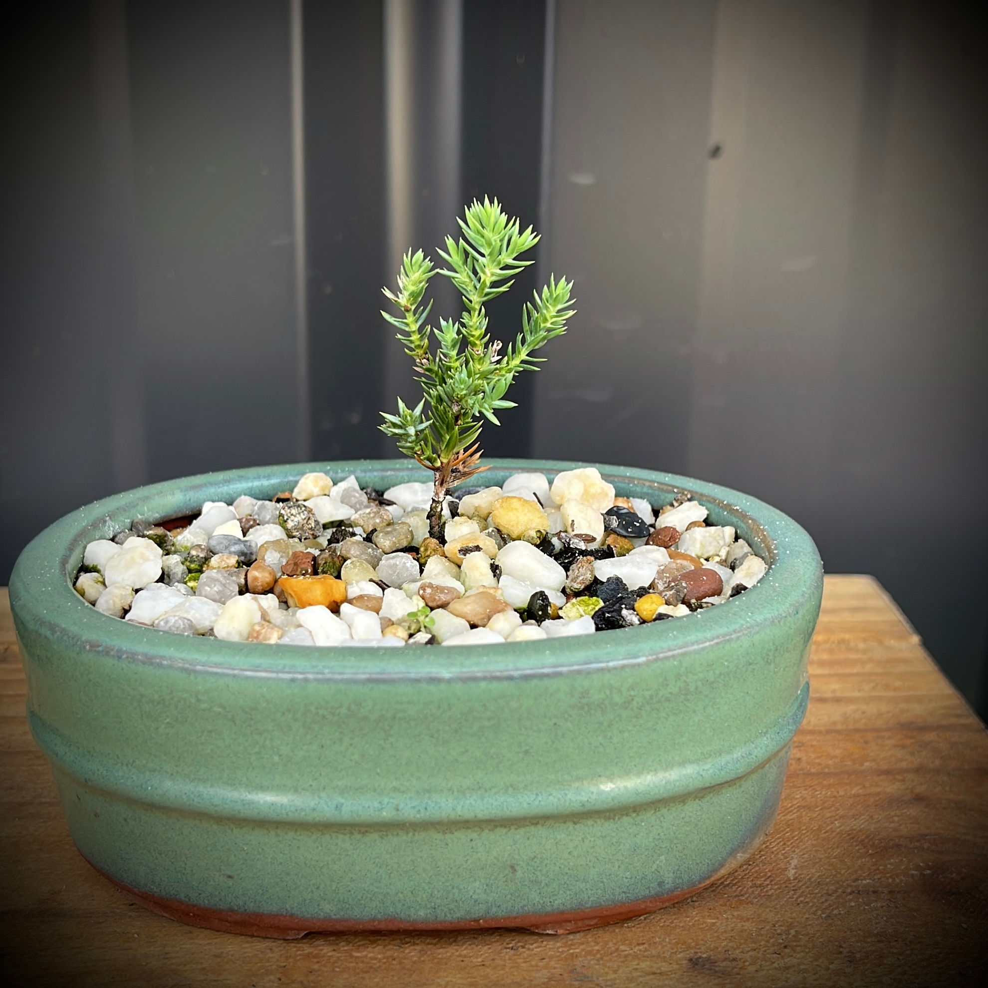 Juniper Bonsai Small - 4J-3