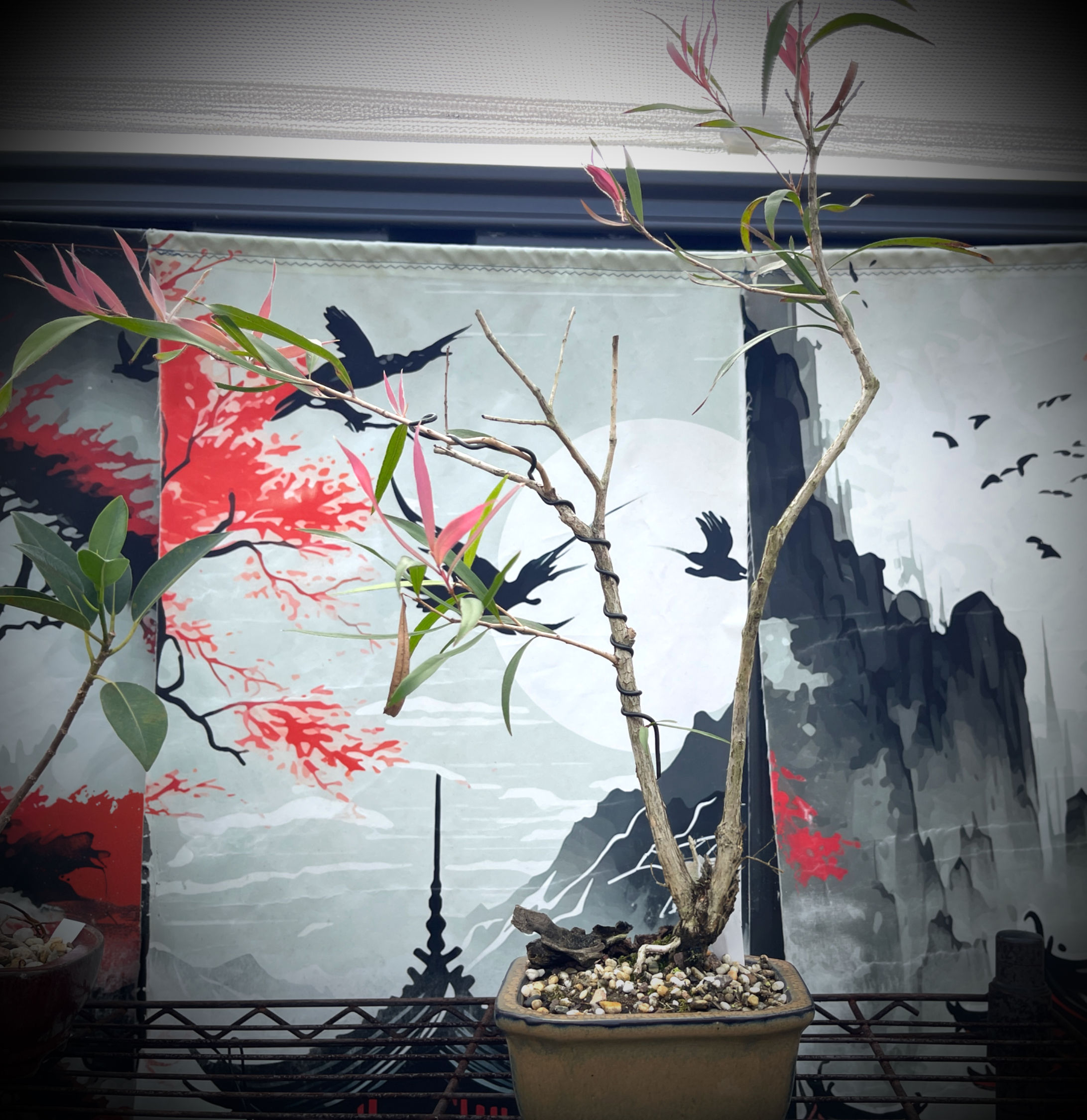 Bottle Brush Bonsai White 4yrs NB2Y-1