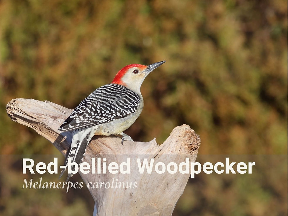 RedBelliedWoodpeckernewBirdCardsGallery