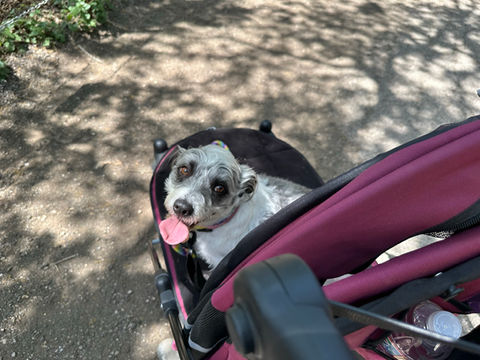 Laurie Polomsky - Author - The BEST RV Guide for Couples with Dogs