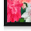 Thumbnail: Peonies Canvas Print