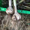 Thumbnail: Organic Garlic