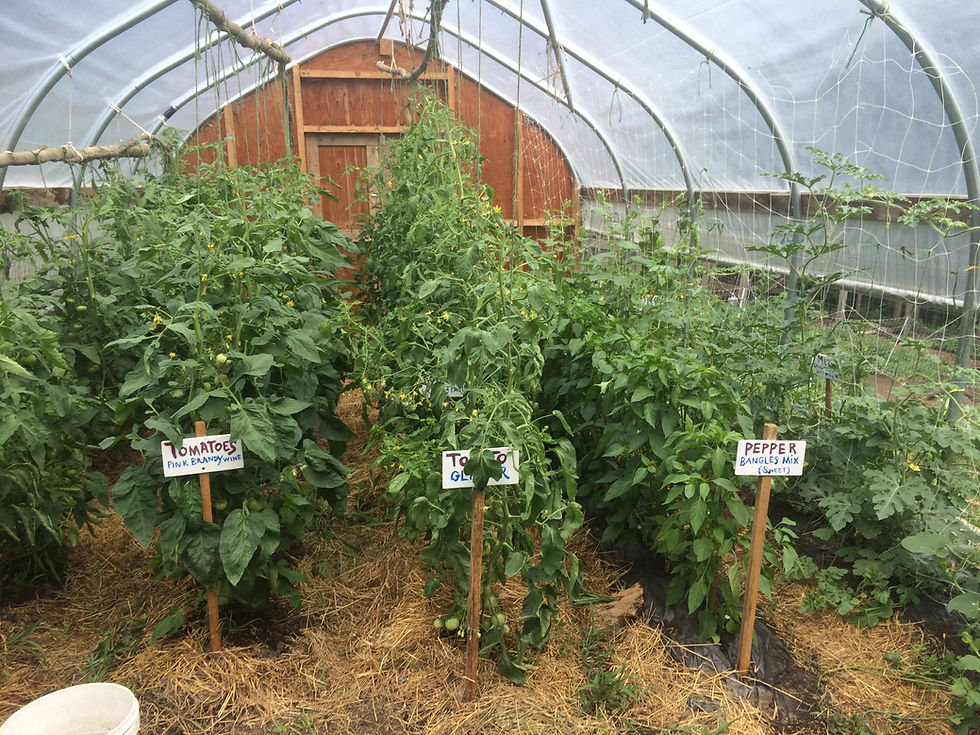 Thumbnail: Organic Tomatoes