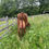 Thumbnail: Farm Fresh Raw Milk - pick up at farm only