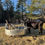 Thumbnail: Farm Fresh Raw Milk - pick up at farm only