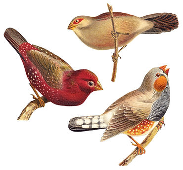 Water Color Birds