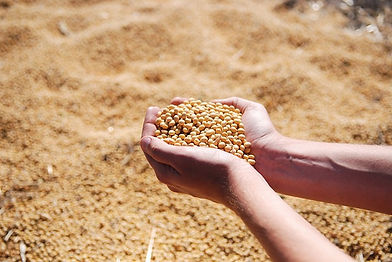 soybeans in hand