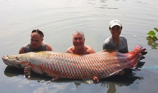 Arapaima Monster Trip Arapaima (arapaima gigas) can't survive in cold water, so they're not known to venture near north america regularly. arapaima monster trip
