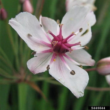 Photo courtesy of Leslie J. Mehrhoff, University of Connecticut, Bugwood.org.