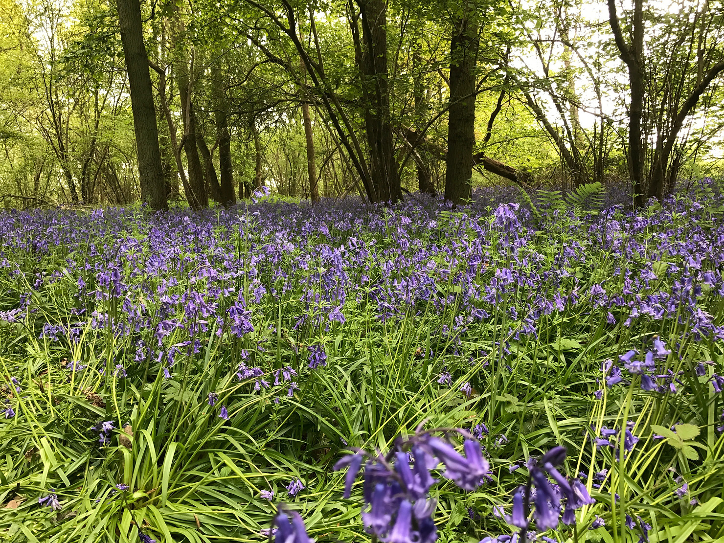 Bluebells in Berkshire