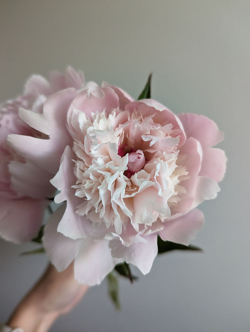 Thumbnail: Friday Flowers