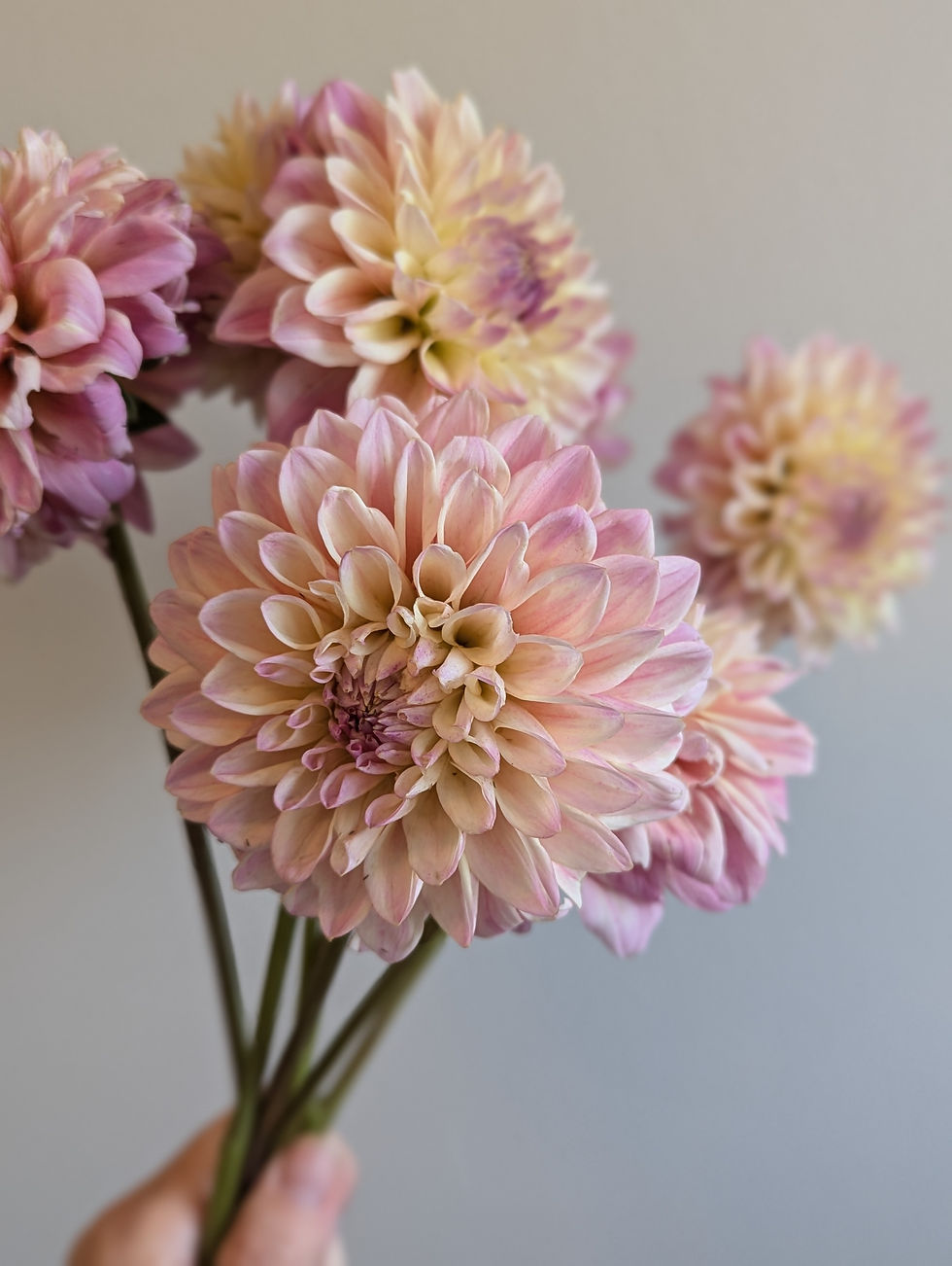 Thumbnail: Coralie Tuber