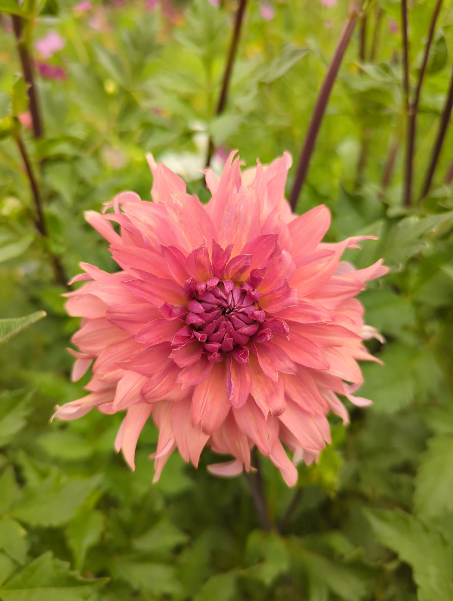 Terracotta Dahlia Tuber