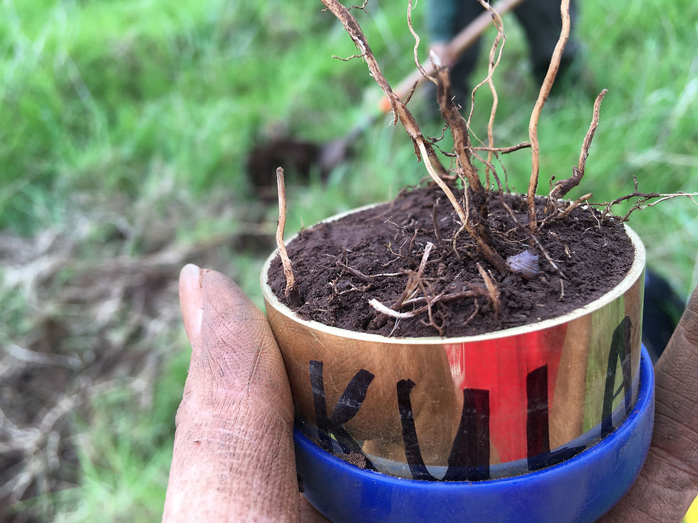 kula soil series - pasture