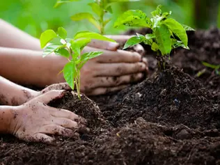 Cranmore Executive Search partners with One Tree Planted for a sustainable future