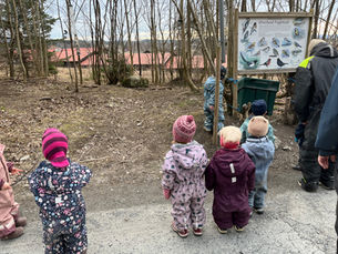 Vårturer i skogen med harebarna