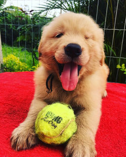 Nutella Joyful Golden ♥