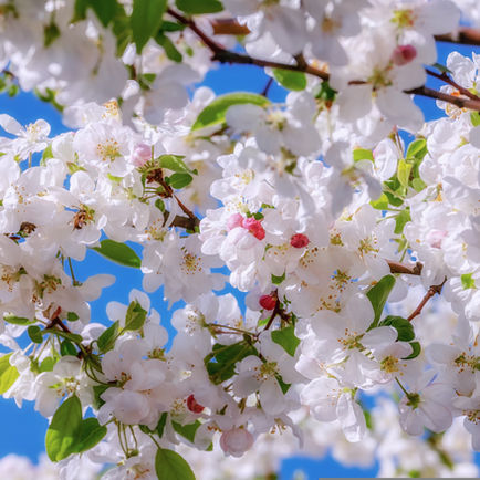 Flourishing: hoe mensen opnieuw richting, betekenis en groei in hun leven kunnen ervaren