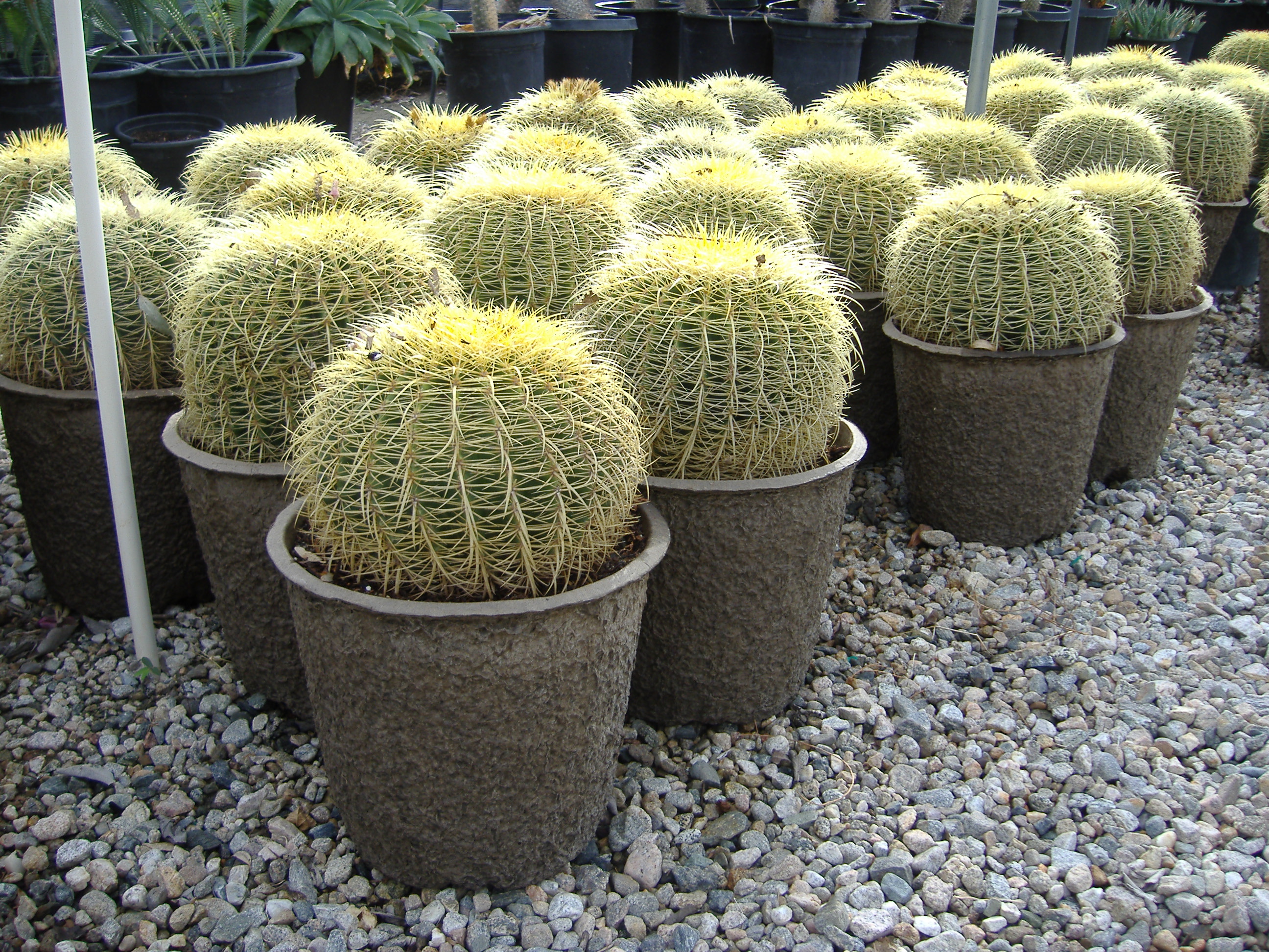 Cactus Plant Pot 'n All