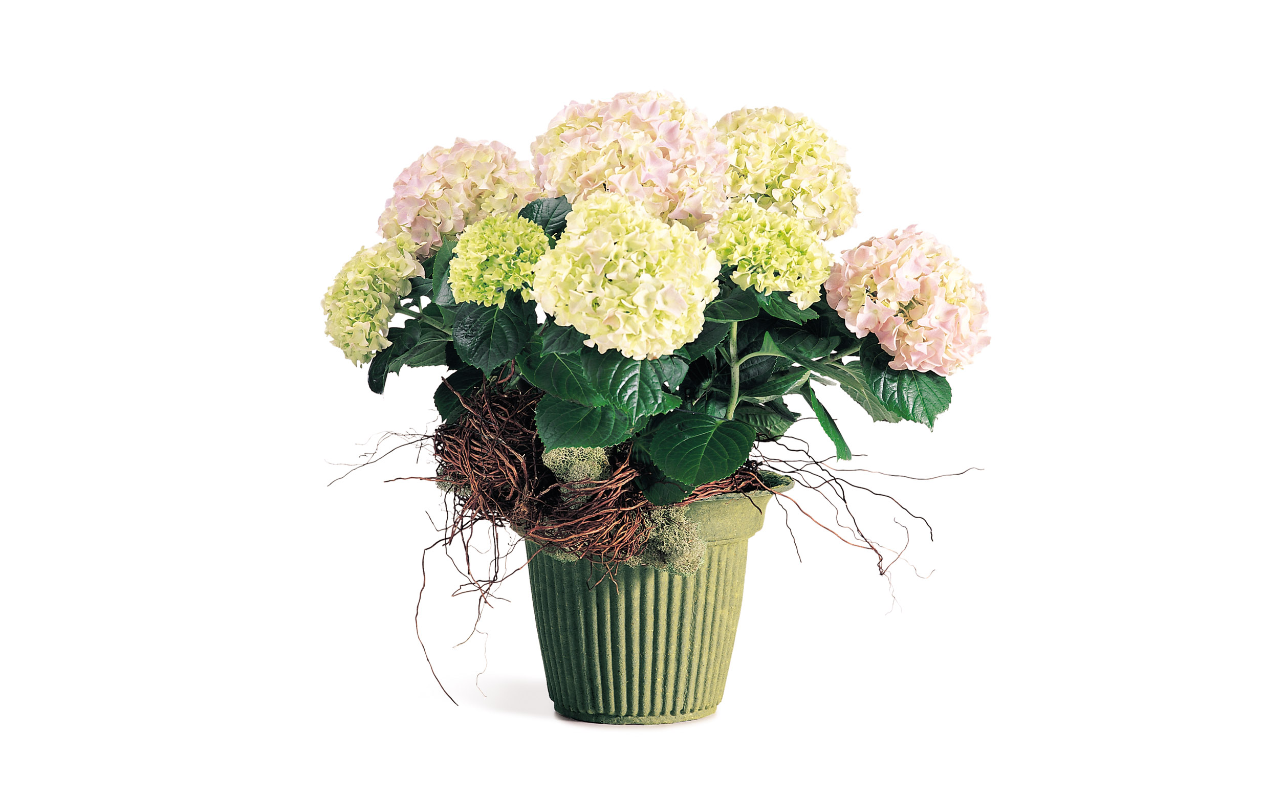 Hydrangea in Fresh Basil