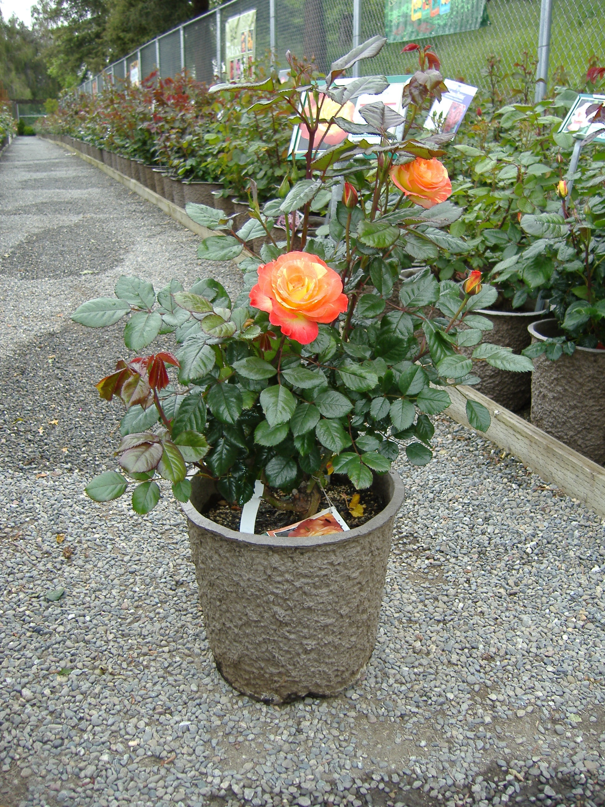 Rose in 12X11 Rose Pot