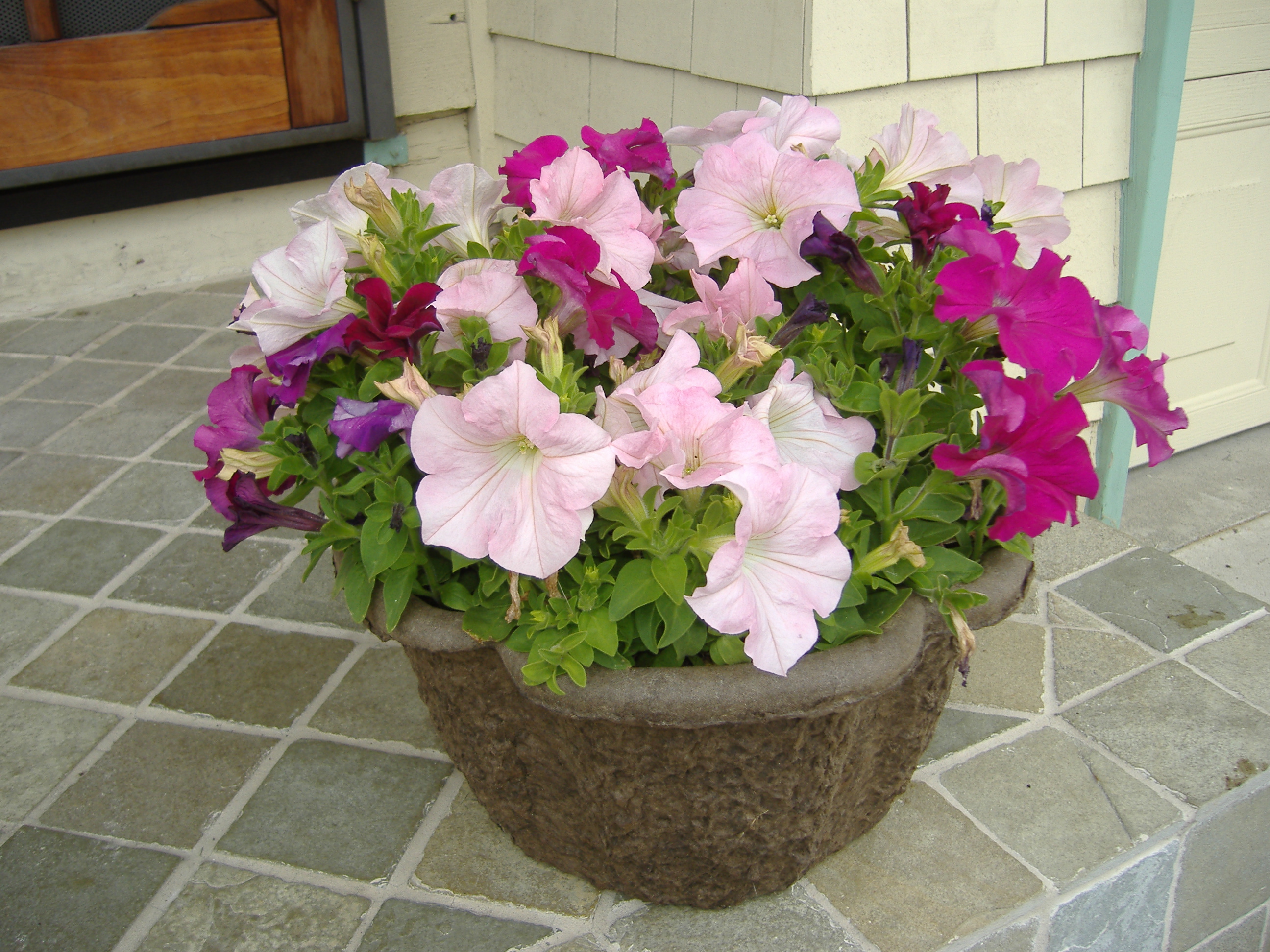 Petunias in 10 Clover