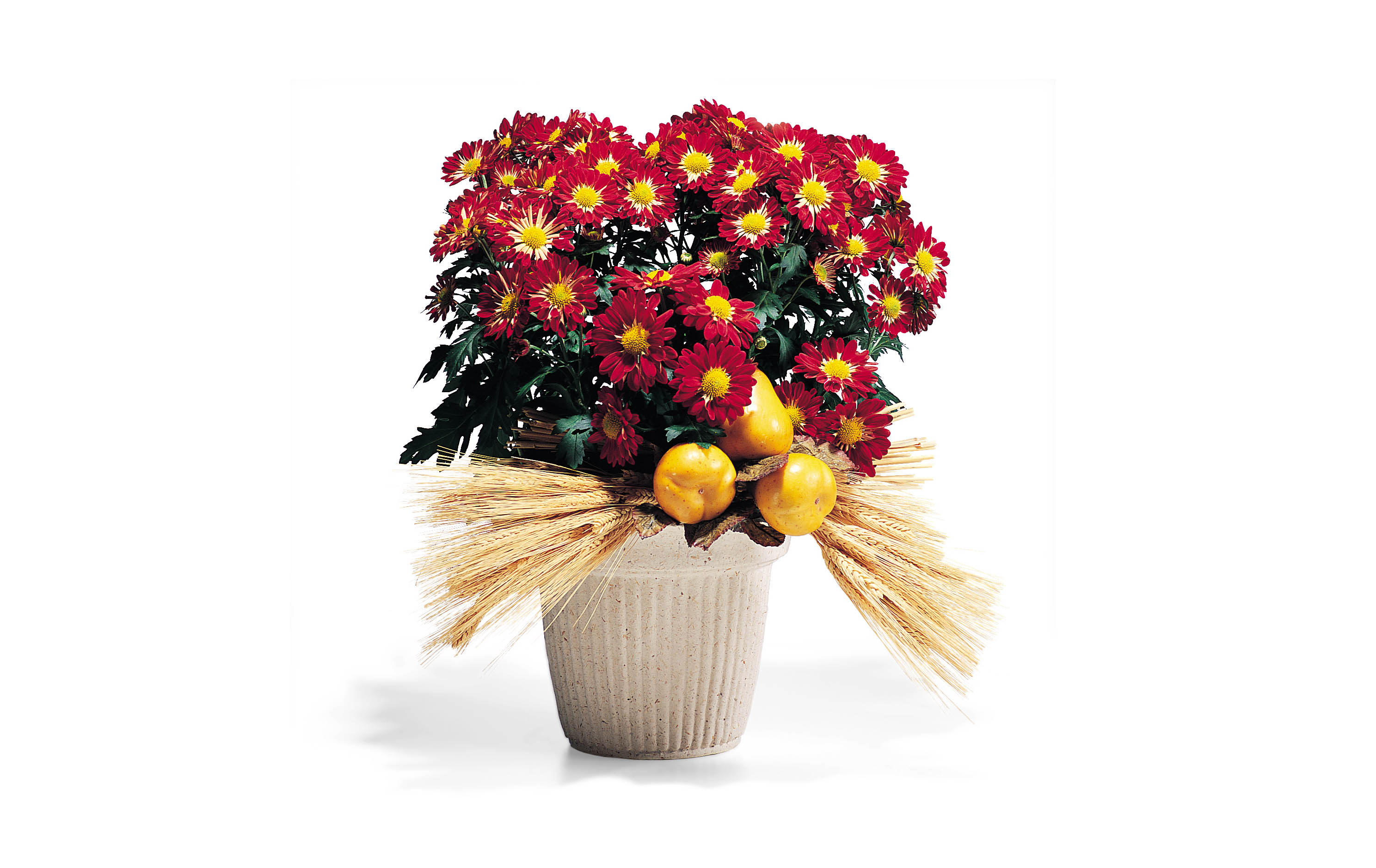 Marigolds in Field Straw