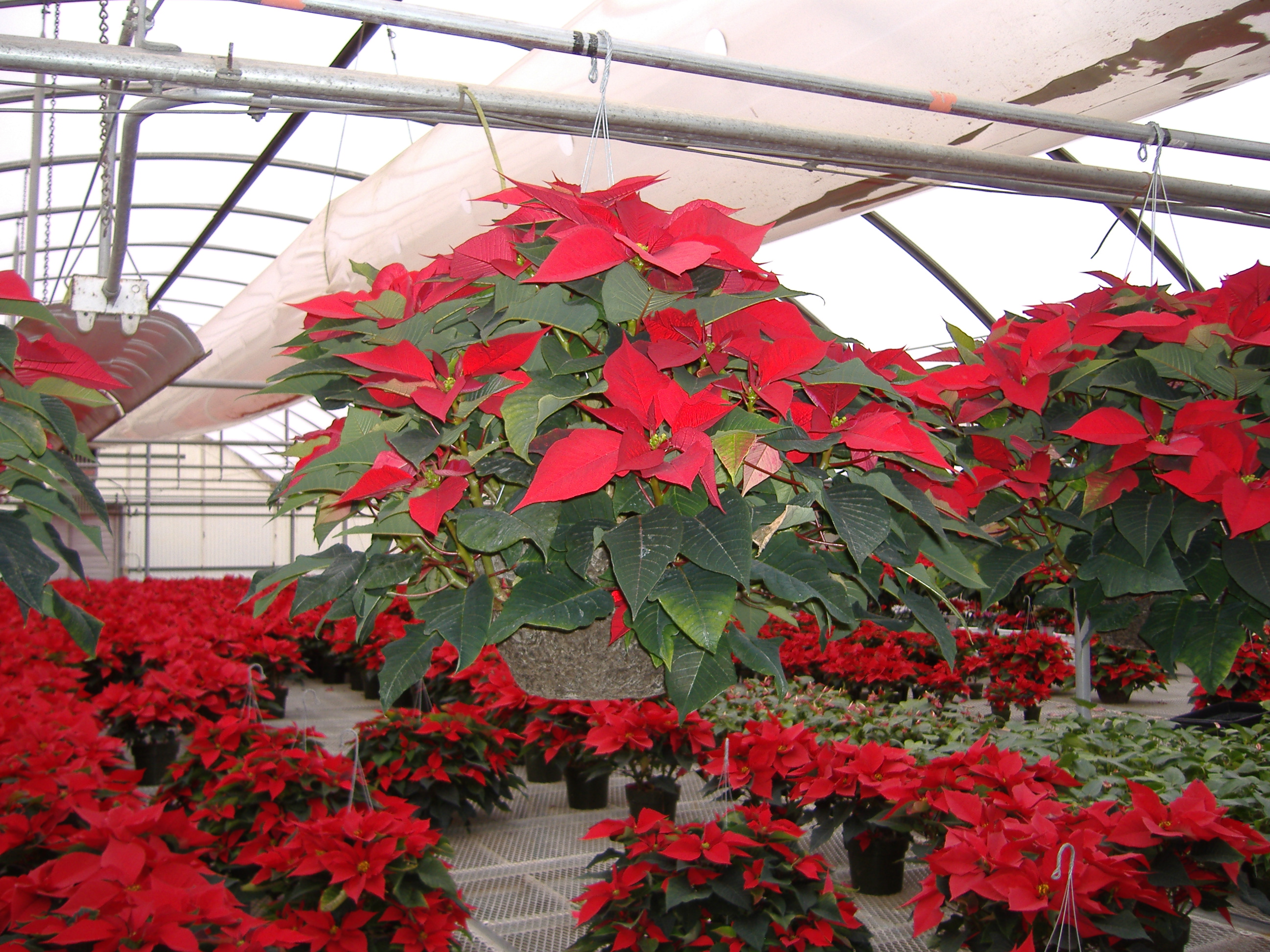 Poinsettia Cascade Basket