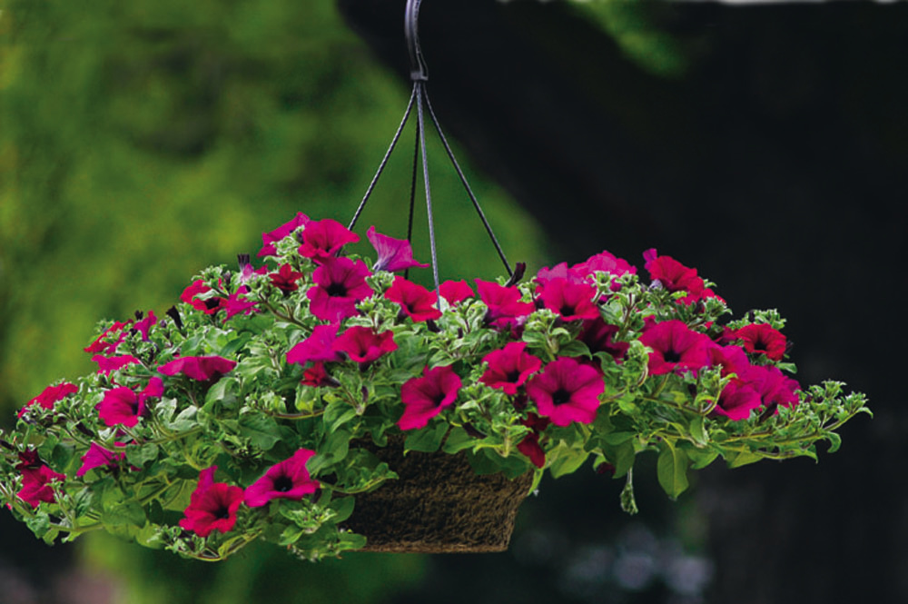 Petunia Basket in 12RD