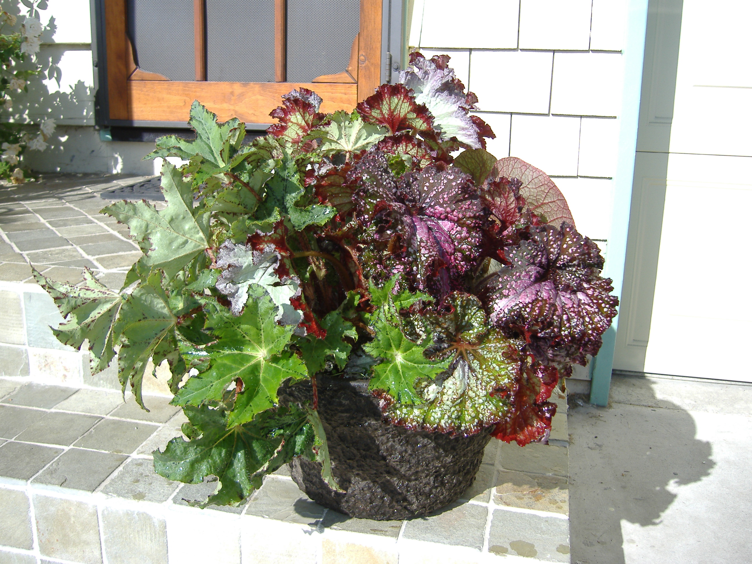 Coleus 12RD Basket