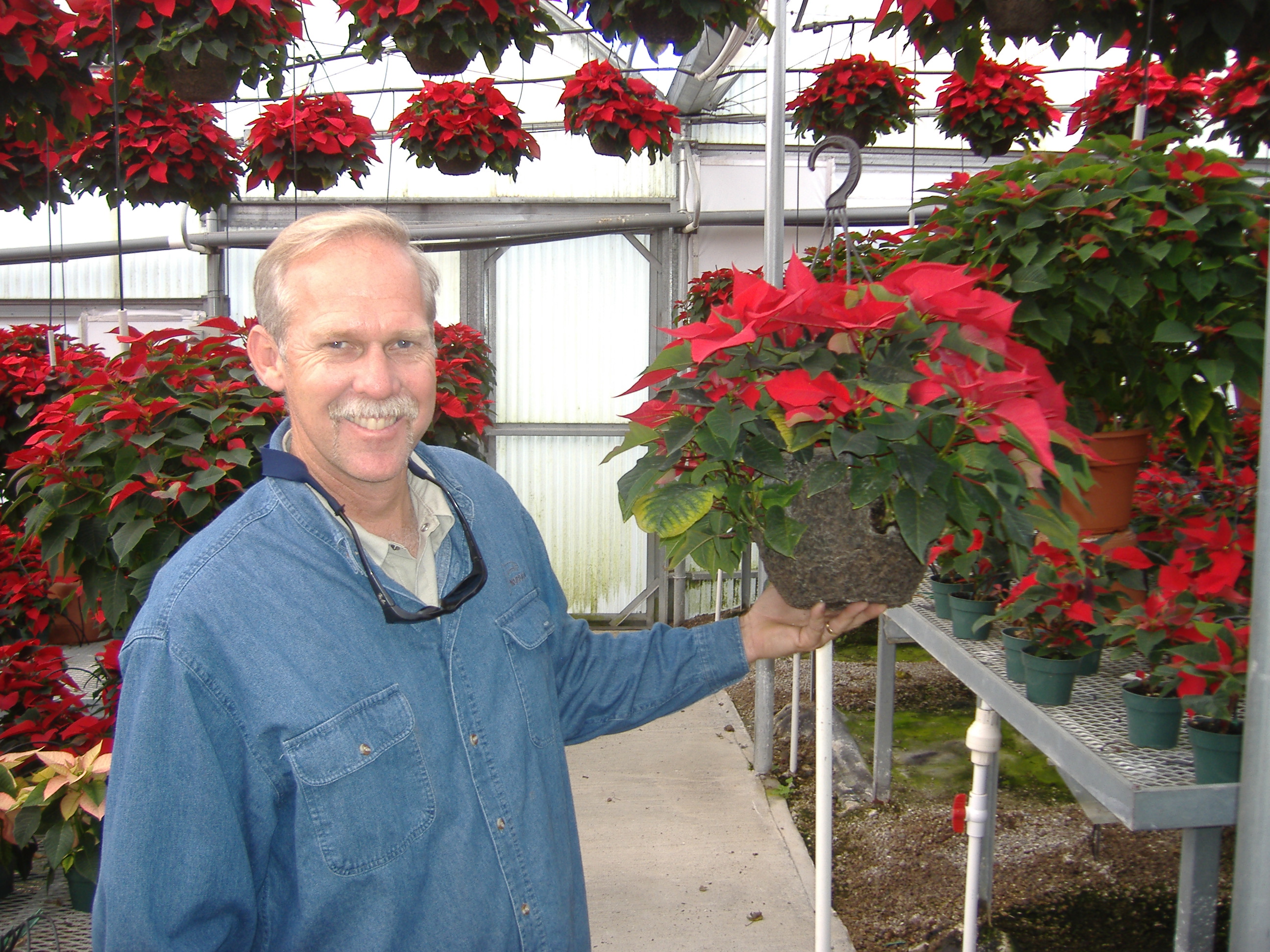Poinsettia Basket