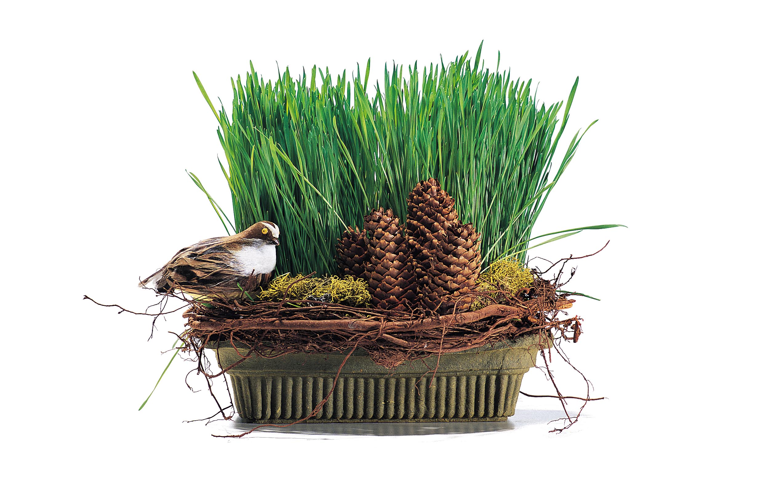 Wheat Grass in Fresh Basil