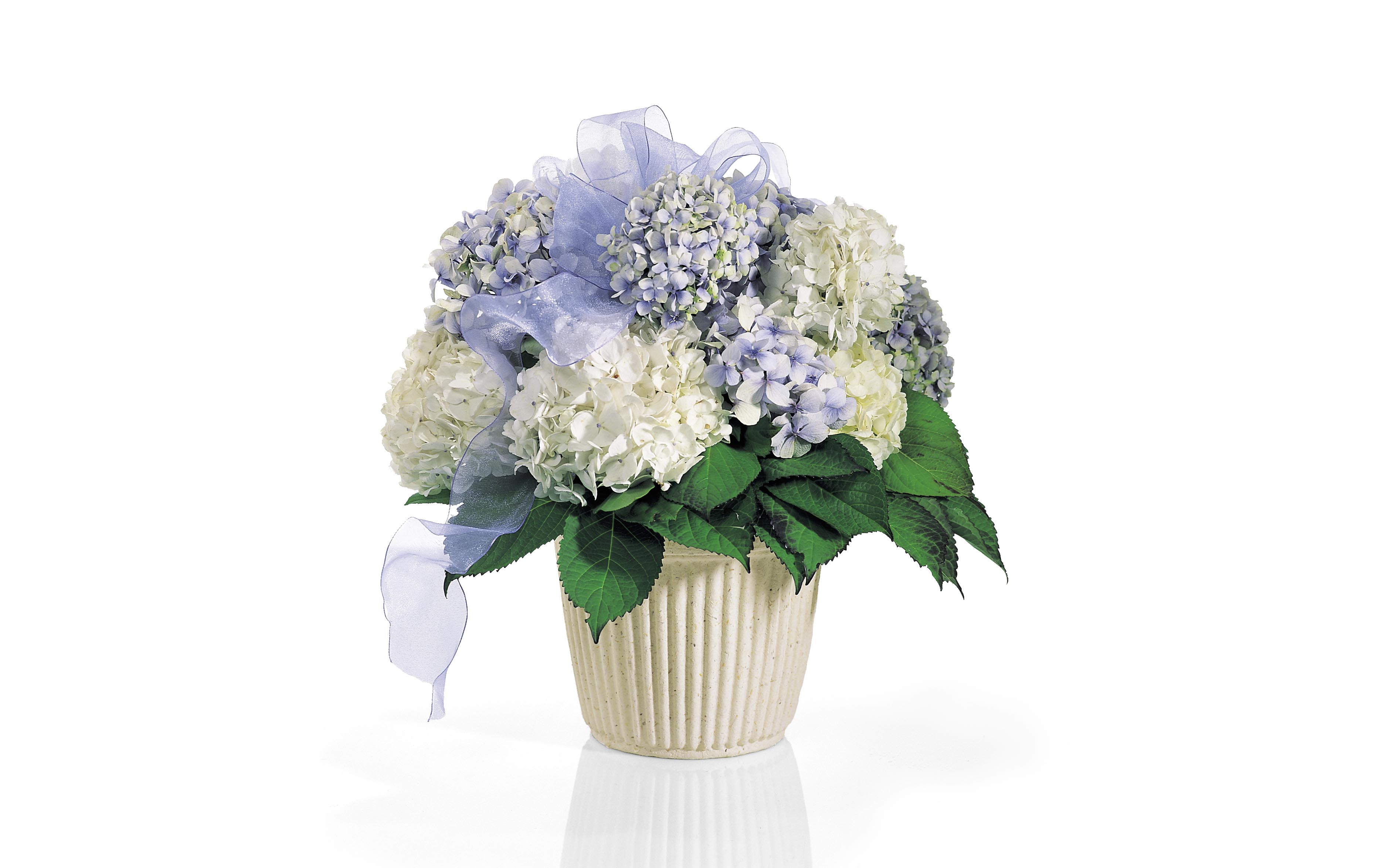Blue Hydrangea
